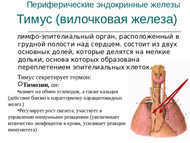 Периферические эндокринные железы Тимус (вилочковая железа)  лимфо-эпителиальный орган, расположенный в грудной полости над сердцем. состоит из двух основных долей, которые делятся на мелкие дольки, основа которых образована переплетением эпителиальных клеток. Тимус секретирует гормон: Тимозин, он: влияет на обмен углеводов, а также кальция (действие близко к паратгормону паращитовидных желез.) Регулирует рост скелета, участвует в управлении иммунными реакциями (увеличивает количество лимфоцитов в крови, усиливает реакции иммунитета) . 