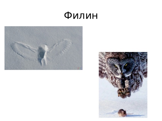 Филин 
