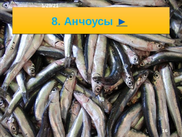 1/29/21 Среди рыб наиболее многочисленны анчоусы, тунцы, летучие рыбы, рыбы-парусники, акулы, устрицы, крабы, креветки, рыба илистый пры­гун. Основная масса животных океана - беспозвоночные планктонные организмы. В тропических прибрежных районах распространены морские черепахи, ядовитые морские змеи, исчезающие млекопитающие - дюгони. В холодных водах южной части океана обитают киты, каша­лоты, дельфины, тюлени.  