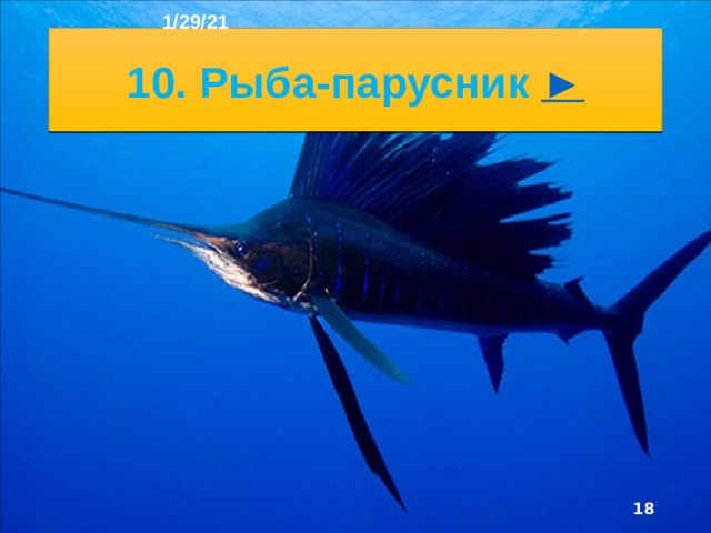 1/29/21 9. Тунец ►  