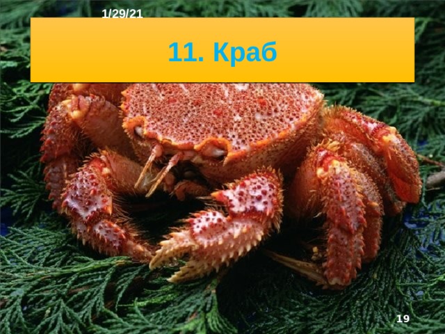 1/29/21 10. Рыба-парусник ►  