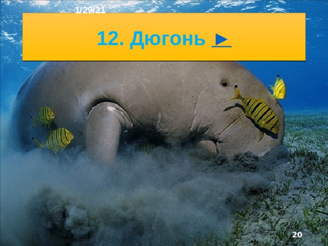 1/29/21 11. Краб  