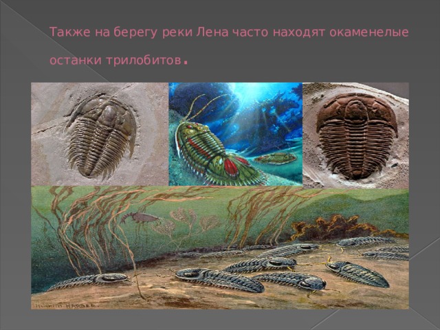 Также на берегу реки Лена часто находят окаменелые останки трилобитов . 