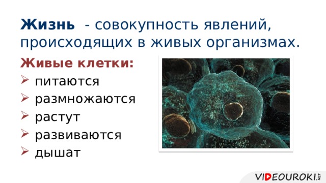 Жизнь - совокупность явлений, происходящих в живых организмах. Живые клетки:  питаются  размножаются  растут  развиваются   дышат 