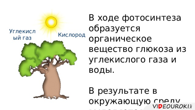 В ходе фотосинтеза образуется органическое вещество глюкоза из углекислого газа и воды. В результате в окружающую среду выделяется кислород . Углекислый газ Кислород 