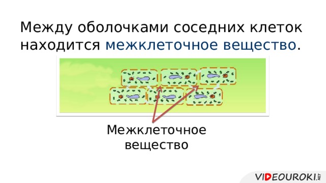 Между оболочками соседних клеток находится межклеточное вещество . Межклеточное вещество 