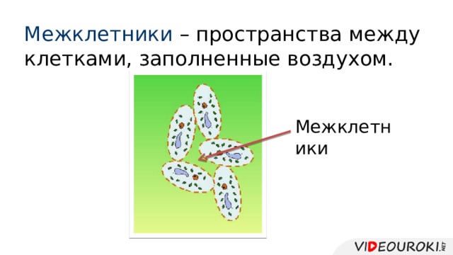 Межклетники – пространства между клетками, заполненные воздухом. Межклетники 