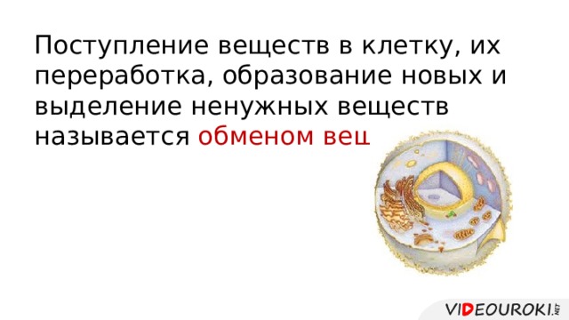 Поступление веществ в клетку, их переработка, образование новых и выделение ненужных веществ называется обменом веществ . 