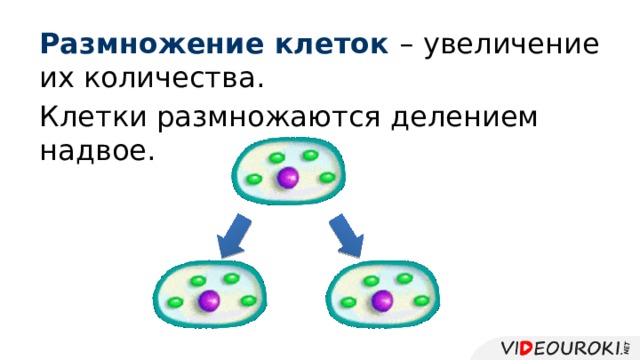 Размножение клеток – увеличение их количества. Клетки размножаются делением надвое. 