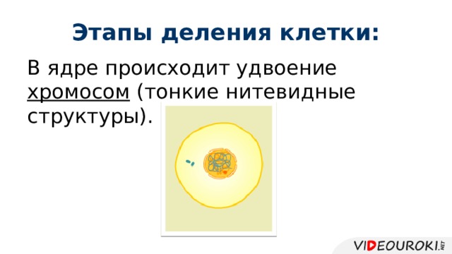 Этапы деления клетки: В ядре происходит удвоение хромосом (тонкие нитевидные структуры). 