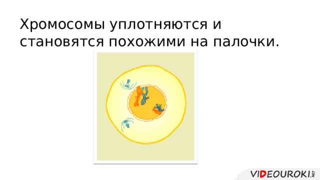 Хромосомы уплотняются и становятся похожими на палочки. 