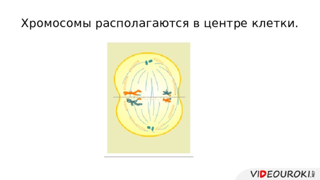 Хромосомы располагаются в центре клетки. 
