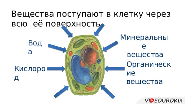 Вещества поступают в клетку через всю её поверхность. Минеральные  вещества Вода Органические вещества Кислород 
