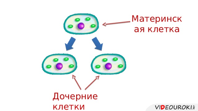 Материнская клетка Дочерние клетки 