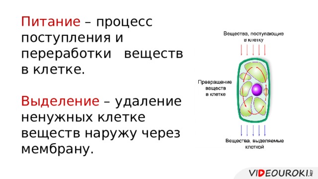 Питание – процесс поступления и переработки веществ в клетке. Выделение – удаление ненужных клетке веществ наружу через мембрану. 