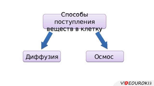 Способы поступления веществ в клетку Диффузия Осмос 