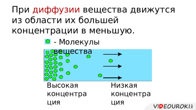 При диффузии вещества движутся из области их большей концентрации в меньшую. - Молекулы вещества Низкая концентрация Высокая концентрация 