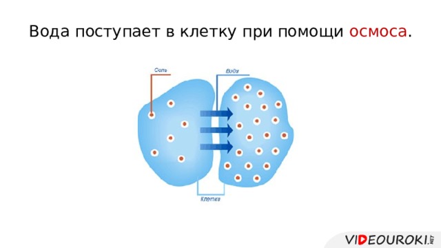 Вода поступает в клетку при помощи осмоса . 