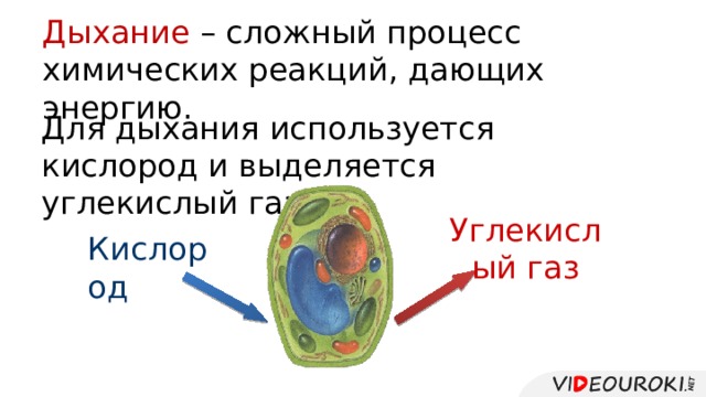 Дыхание – сложный процесс химических реакций, дающих энергию.   Для дыхания используется кислород и выделяется углекислый газ. Углекислый газ Кислород 