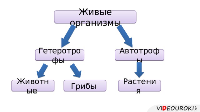 Живые организмы Гетеротрофы Автотрофы Животные Грибы Растения 