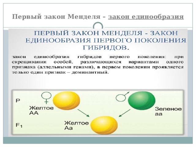 Первый закон Менделя – закон единообразия 