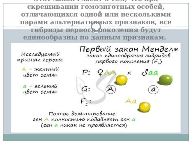 Этот закон гласит о том, что при скрещивании гомозиготных особей, отличающихся одной или несколькими парами альтернативных признаков, все гибриды первого поколения будут единообразны по данным признакам. 