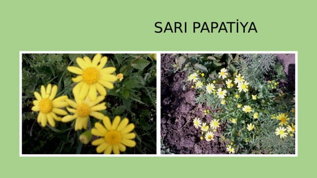  SARI PAPATİYA 