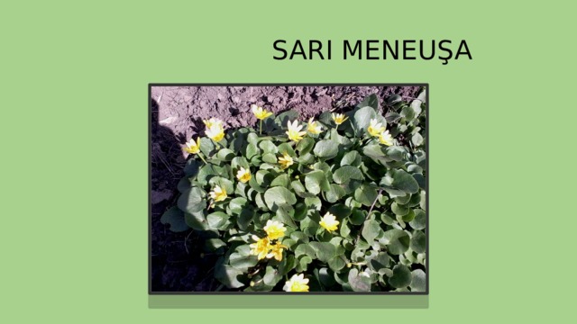  SARI MENEUŞA 