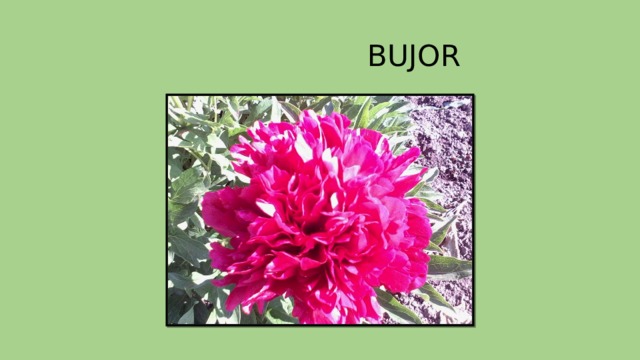  BUJOR 