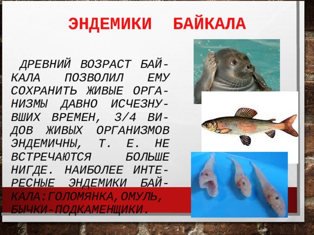 ЭНДЕМИКИ БАЙКАЛА  ДРЕВНИЙ ВОЗРАСТ БАЙ-КАЛА ПОЗВОЛИЛ ЕМУ СОХРАНИТЬ ЖИВЫЕ ОРГА-НИЗМЫ ДАВНО ИСЧЕЗНУ-ВШИХ ВРЕМЕН, 3/4 ВИ-ДОВ ЖИВЫХ ОРГАНИЗМОВ ЭНДЕМИЧНЫ, Т. Е. НЕ ВСТРЕЧАЮТСЯ БОЛЬШЕ НИГДЕ. НАИБОЛЕЕ ИНТЕ-РЕСНЫЕ ЭНДЕМИКИ БАЙ-КАЛА:ГОЛОМЯНКА,ОМУЛЬ, БЫЧКИ-ПОДКАМЕНЩИКИ. 