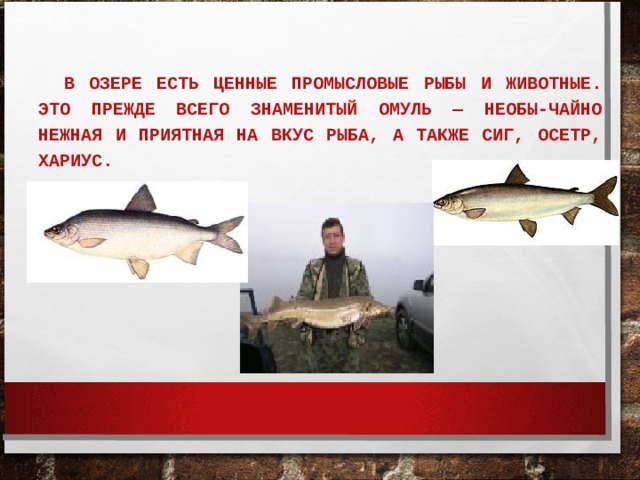  В ОЗЕРЕ ЕСТЬ ЦЕННЫЕ ПРОМЫСЛОВЫЕ РЫБЫ И ЖИВОТНЫЕ. ЭТО ПРЕЖДЕ ВСЕГО ЗНАМЕНИТЫЙ ОМУЛЬ — НЕОБЫ-ЧАЙНО НЕЖНАЯ И ПРИЯТНАЯ НА ВКУС РЫБА, А ТАКЖЕ СИГ, ОСЕТР, ХАРИУС.  