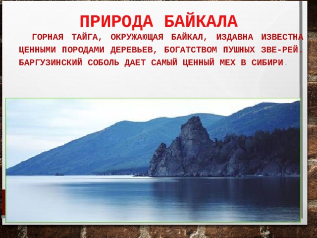 ПРИРОДА БАЙКАЛА ГОРНАЯ ТАЙГА, ОКРУЖАЮЩАЯ БАЙКАЛ, ИЗДАВНА ИЗВЕСТНА ЦЕННЫМИ ПОРОДАМИ ДЕРЕВЬЕВ, БОГАТСТВОМ ПУШНЫХ ЗВЕ-РЕЙ. БАРГУЗИНСКИЙ СОБОЛЬ ДАЕТ САМЫЙ ЦЕННЫЙ МЕХ В СИБИРИ .  