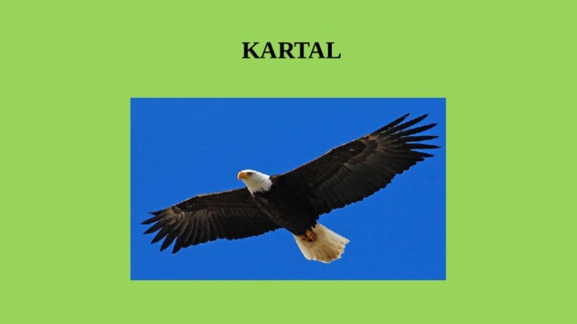  KARTAL 