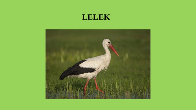  LELEK 