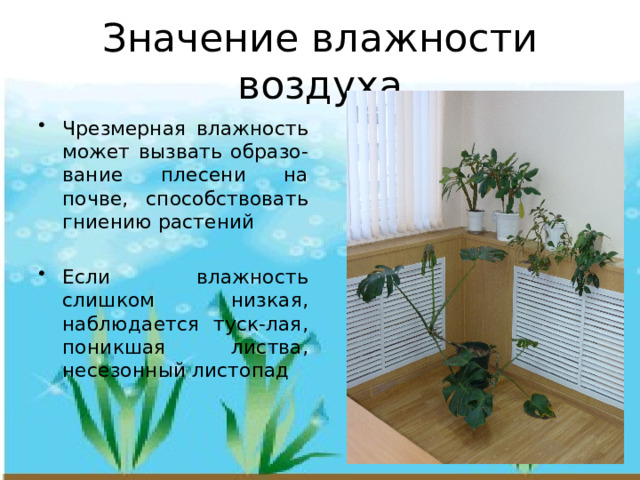 Значение влажности воздуха Чрезмерная влажность может вызвать образо-вание плесени на почве, способствовать гниению растений Если влажность слишком низкая, наблюдается туск-лая, поникшая листва, несезонный листопад 