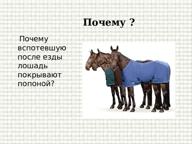 Почему ?    Почему вспотевшую после езды лошадь покрывают попоной? 