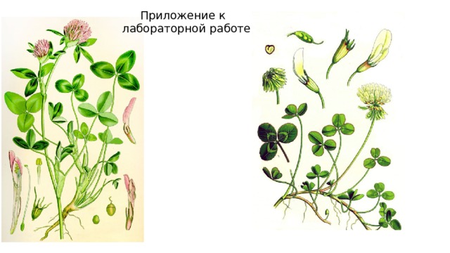 Приложение к  лабораторной работе 