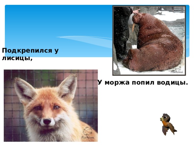 Подкрепился у лисицы, У моржа попил водицы.  