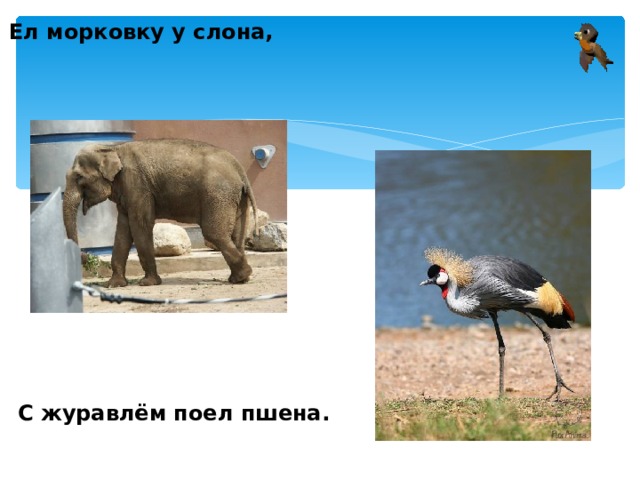 Ел морковку у слона, С журавлём поел пшена.  