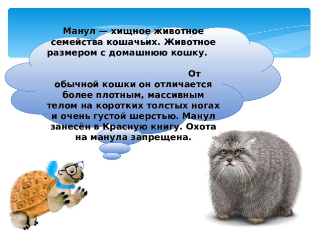    Манул — хищное животное семейства кошачьих. Животное размером с домашнюю кошку. От обычной кошки он отличается более плотным, массивным телом на коротких толстых ногах и очень густой шерстью. Манул занесён в Красную книгу. Охота на манула запрещена.    
