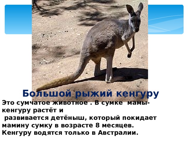 Большой рыжий кенгуру Это сумчатое животное . В сумке мамы- кенгуру растёт и  развивается детёныш, который покидает мамину сумку в возрасте 8 месяцев. Кенгуру водятся только в Австралии. 