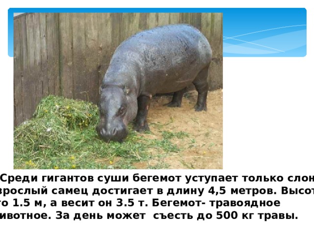  Среди гигантов суши бегемот уступает только слону. Взрослый самец достигает в длину 4,5 метров. Высота его 1.5 м, а весит он 3.5 т. Бегемот- травоядное животное. За день может съесть до 500 кг травы.  