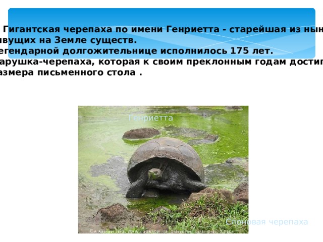  Гигантская черепаха по имени Генриетта - старейшая из ныне живущих на Земле существ.  Легендарной долгожительнице исполнилось 175 лет.  Старушка-черепаха, которая к своим преклонным годам достигла  размера письменного стола . Генриетта Слоновая черепаха  