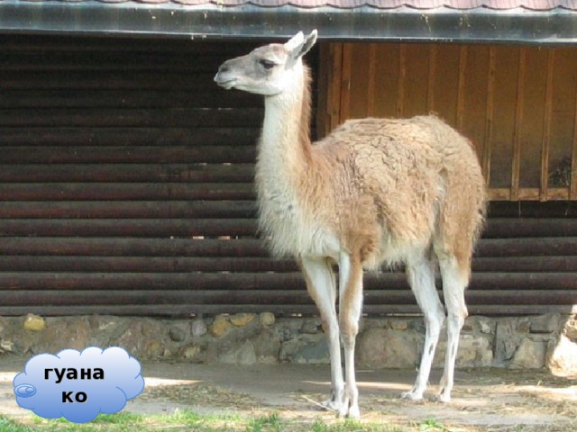 гуанако 