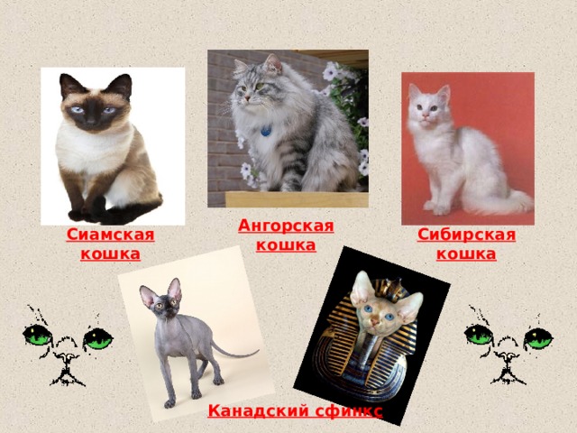 Ангорская кошка Сиамская кошка Сибирская кошка Канадский сфинкс 