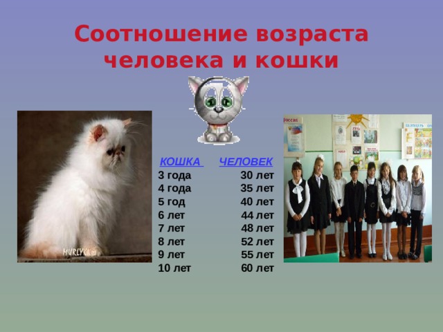 Соотношение возраста человека и кошки   КОШКА  ЧЕЛОВЕК 3 года 30 лет 4 года 35 лет 5 год 40 лет 6 лет 44 лет 7 лет 48 лет 8 лет 52 лет 9 лет 55 лет 10 лет 60 лет 