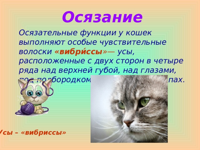  Осязание  Осязательные функции у кошек выполняют особые чувствительные волоски «вибри́ссы »— усы, расположенные с двух сторон в четыре ряда над верхней губой, над глазами, под подбородком, на хвосте и на лапах. Усы – «вибриссы»  