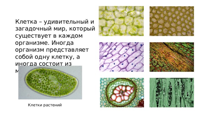 Клетка – удивительный и загадочный мир, который существует в каждом организме. Иногда организм представляет собой одну клетку, а иногда состоит из миллионов. Клетки растений 