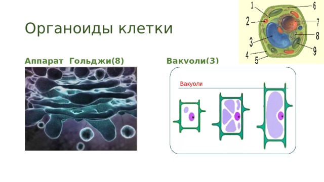 Органоиды клетки Аппарат Гольджи(8) Вакуоли(3) 