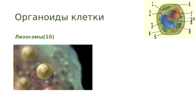Органоиды клетки 10 Лизосомы(10) 